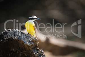 Lesser kiskadee perched on log facing right