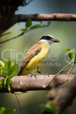 Lesser kiskadee perched on branch in sunshine