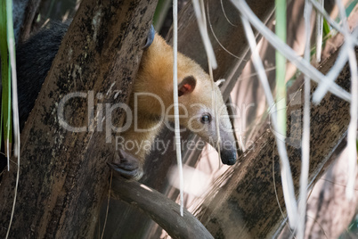 Lesser anteater in tree peeping through leaves