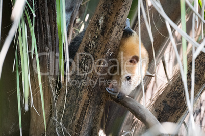 Lesser anteater in tree peeping through branches