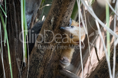 Lesser anteater in tree peeping around branch