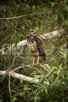 Juvenile savanna hawk on branch making call