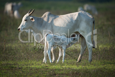 Khillari cow nursing calf in grassy field