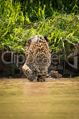 Jaguar walking through muddy shallows towards camera