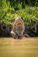 Jaguar walking through muddy shallows towards camera