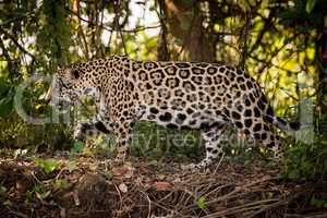 Jaguar walks right to left through undergrowth