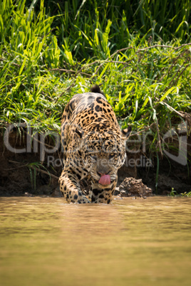 Jaguar walking through muddy shallows licking lips