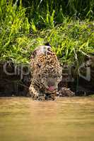 Jaguar walking through muddy shallows licking lips