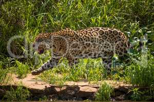 Jaguar walking through grass along river bank