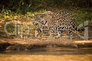 Jaguar walking beside river in dappled sunlight