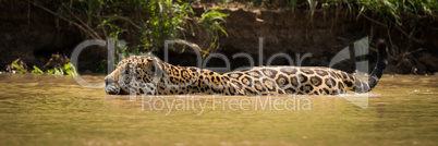 Jaguar wading through muddy river beside bank