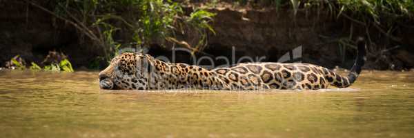 Jaguar wading through muddy river beside bank