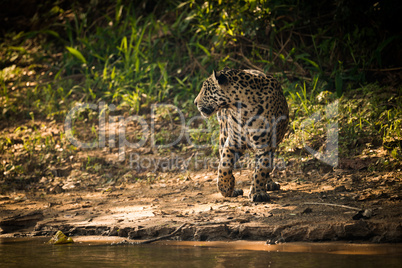 Jaguar turning beside river in dappled sunlight