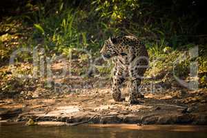 Jaguar turning beside river in dappled sunlight