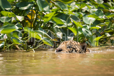 Jaguar swimming in river beside water hyacinths