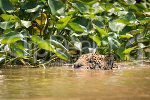 Jaguar swimming in river beside water hyacinths