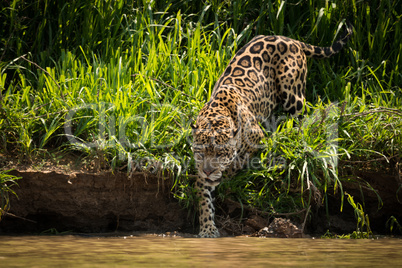 Jaguar stepping into river from grassy bank