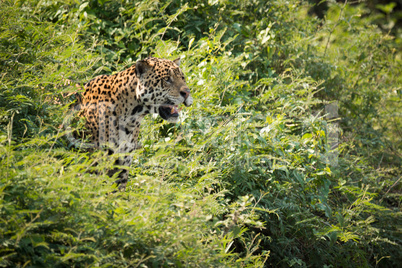 Jaguar staring out from bushes in sunshine