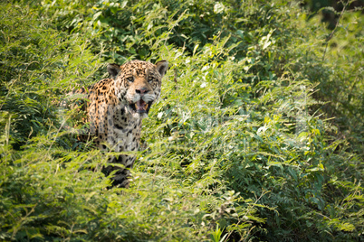 Jaguar staring at camera from leafy bushes