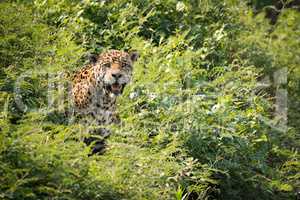 Jaguar staring at camera from leafy bushes