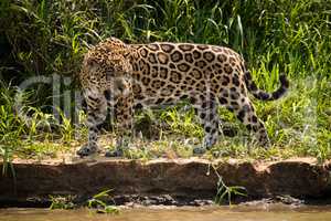 Jaguar staring at water from river bank