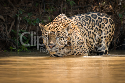 Jaguar stares out over river from shallows