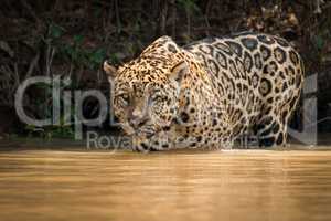 Jaguar stares out over river from shallows