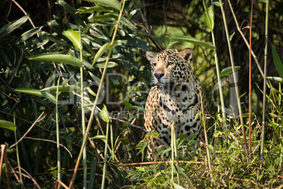 Jaguar standing staring through undergrowth in sunshine