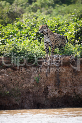 Jaguar standing in bushes on river bank