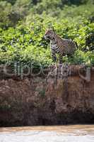 Jaguar standing in bushes on river bank
