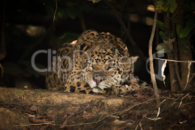Jaguar sleeping in shade on river bank