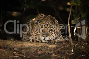 Jaguar sleeping in shade on river bank