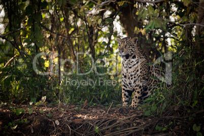 Jaguar sitting in trees in dappled sunlight