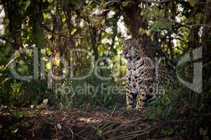 Jaguar sitting in trees in dappled sunlight