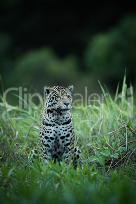 Jaguar sitting in tall grass facing right