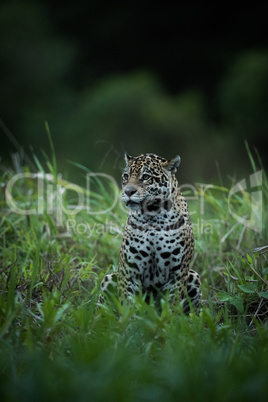 Jaguar sitting in tall grass looking left