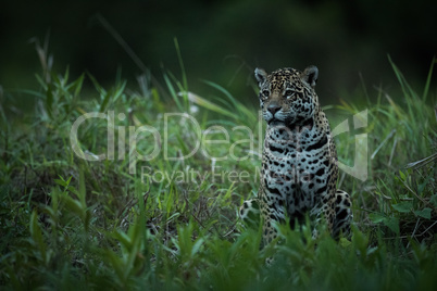 Jaguar sitting in tall grass facing left