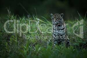 Jaguar sitting in tall grass facing left