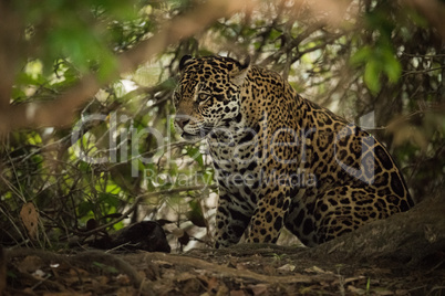 Jaguar sitting beneath trees in sunlit forest