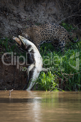 Jaguar pulling yacare caiman out of water