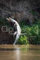 Jaguar pulling yacare caiman out of water