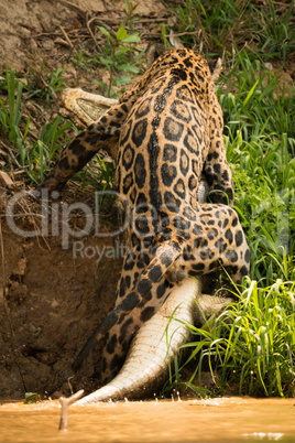 Jaguar pulling yacare caiman up river bank