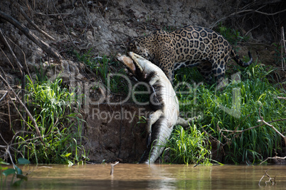 Jaguar pulling yacare caiman out of river
