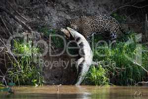 Jaguar pulling yacare caiman out of river