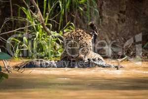 Jaguar pulling dead yacare caiman through water