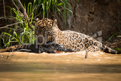 Jaguar pulling dead yacare caiman through river