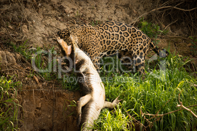Jaguar pulling yacare caiman along river bank
