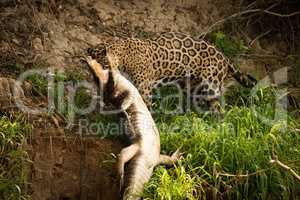 Jaguar pulling yacare caiman along river bank