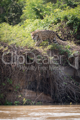 Jaguar prowling through bushes on river bank