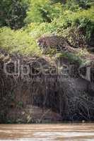 Jaguar prowling through bushes on river bank